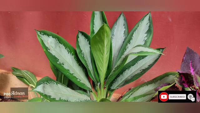 how to propagate aglaonema plant / Care and tips смотреть онлайн