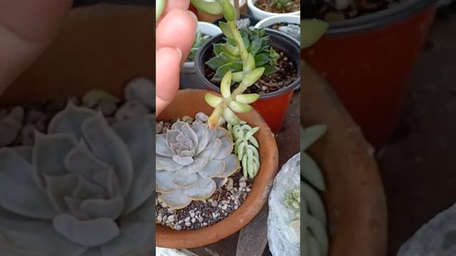 How to save succulent from roting/uncut смотреть онлайн