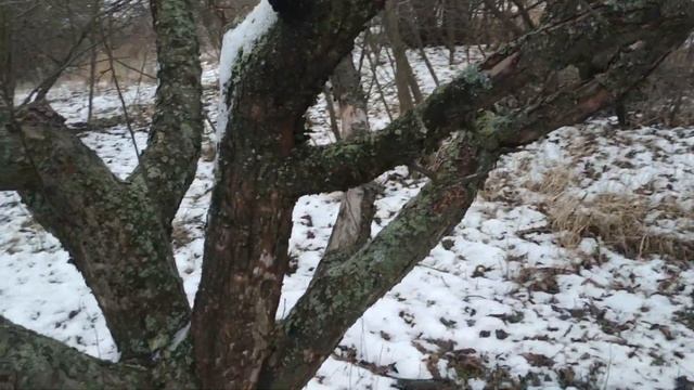 Грибы Вешенка растут даже зимой. Вешенка. смотреть онлайн