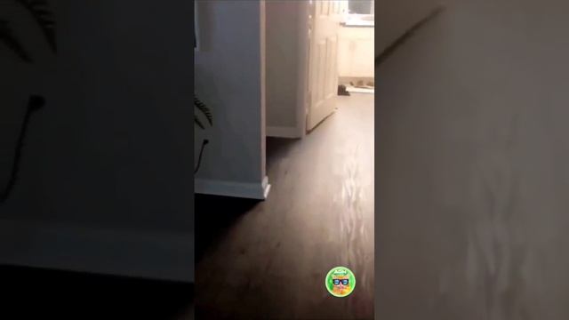 КОТ СПОРТСМЕН