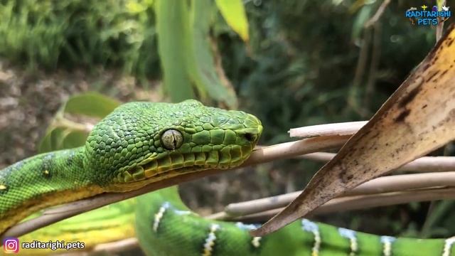 Green Tree Python dan Emerald Tree Boa, Ular Hijau Pembelit dari Benua yang Berbeda смотреть онлайн