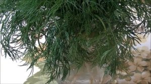 Как Дольше Сохранить Свежую Зелень - Укроп, Петрушку, Кинзу