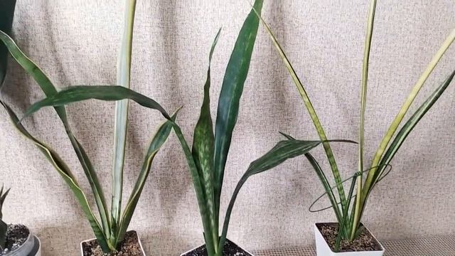 Мои Высокорослые сансевиерии.