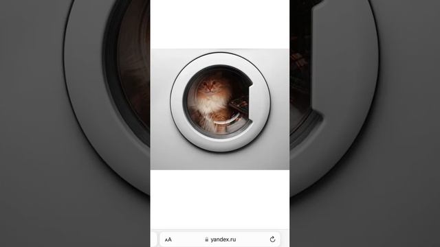 Смешной стих кошка в стиральной машине смотреть онлайн