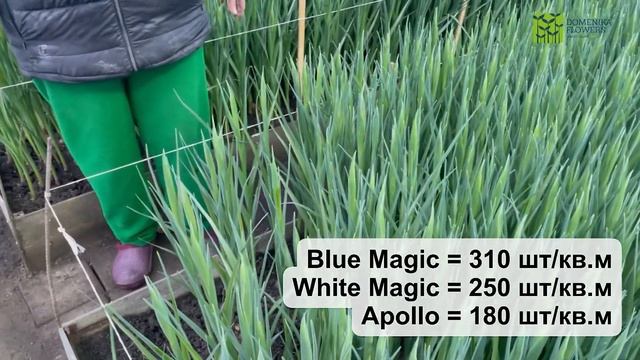 Выгонка ИРИСА к 8 марта. Технология выращивания. смотреть онлайн