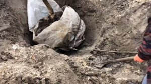 Пересадка пятилетнего грецкого ореха!