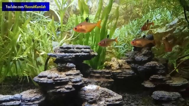 Aquascape Black Pagoda Stones Decoration смотреть онлайн