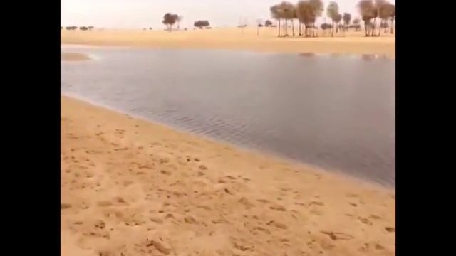 Жизнь принца Дубая смотреть онлайн