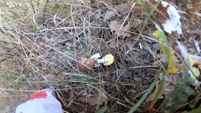 ПРОМЕНЯЛ РЫБАЛКУ НА ГРИБЫ смотреть онлайн