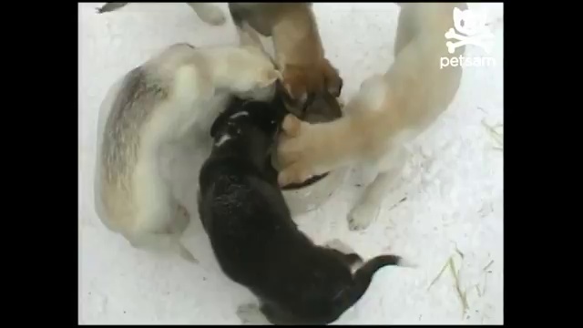 Собачий хоровод смотреть онлайн