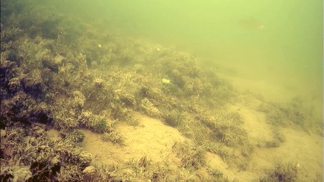 С безмотылкой и камерой Язь 52 на первом льду.