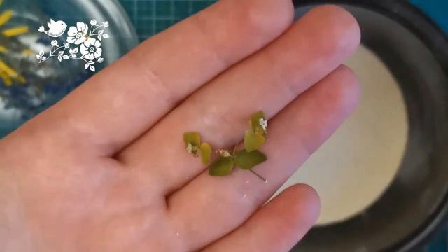 Как сушить цветы 3 и 4 способ / Как высушить цветы объемно / Сухоцветы / DIY Пташечка смотреть онлайн