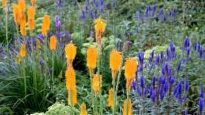 Книфофии  – Выращивание и уход