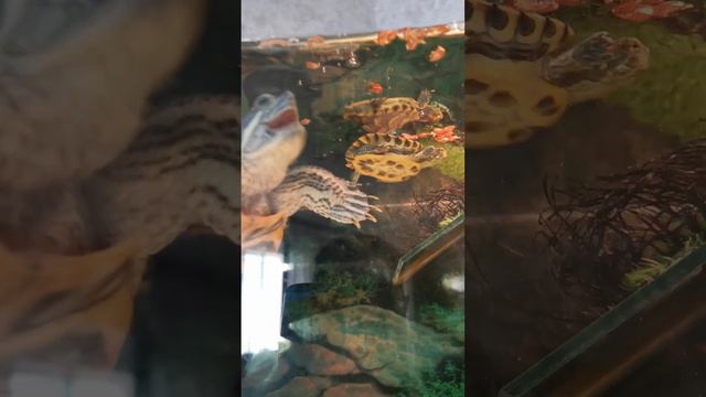 Кормим красноухих черепах, жесть какие они голодные! смотреть онлайн
