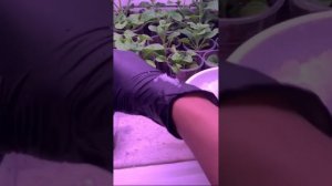 Как посадить табак за одну минуту! #огород