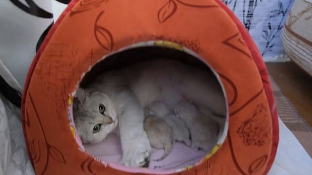 Фиби родила! Первые котята БРИТАНСКОЙ СЕРЕБРИСТОЙ ШИНШИЛЛЫ. Очень красивые и милые котята. 16.11.21 смотреть онлайн