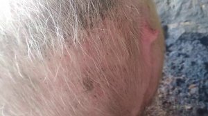 Супоросная свинка или нет? Вот в чем вопрос!