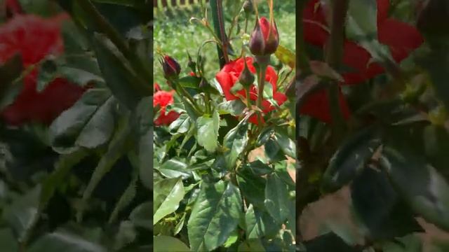 Роза хот шоколад смотреть онлайн