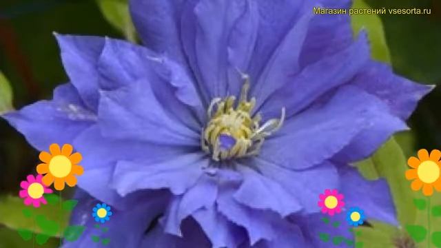 Клематис гибридный Коперникус. Краткий обзор, описание характеристик clematis Copernicus смотреть онлайн