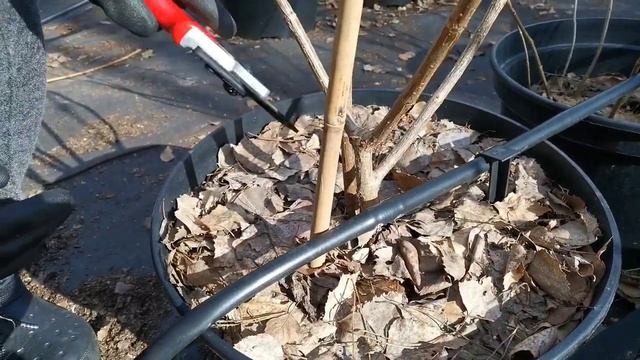 ??Обрізка волотистих гортензій, сорт Polar Bear/Hydrangeas pruning смотреть онлайн