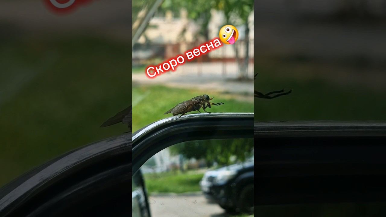 26 дней!!! Объявляю обратный отсчёт #жизньвовремяпутешествий #веснавгороде#веснаНеЗаГорами смотреть онлайн