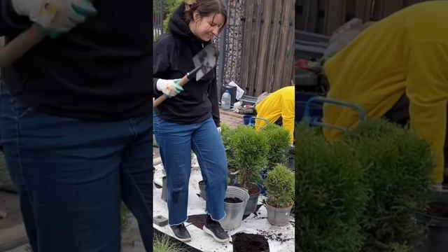 Сдали объект. Здесь живая изгородь из ели, сад туй, очиток Карл, бордюр из овсяницы. смотреть онлайн