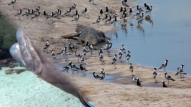 Вот почему в совином гнезде живут змеи! смотреть онлайн
