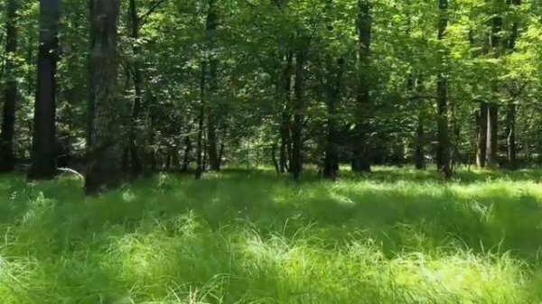 ABROR ISMINING MA'NOSI #ABROR #MANOSI #ISIM #ISMINING #MANO #ISIMLAR #АБРОР #МАЬНО #МАЬНОСИ #ИСИМ