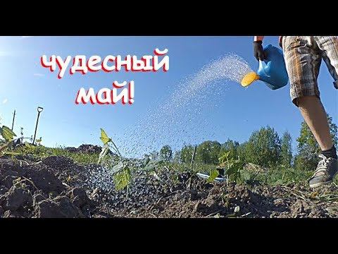КАК ПОСАДИТЬ В ГЛИНУ? САЖАЕМ ЗКС В АСФАЛЬТ. КУПОН ВНУТРИ, СКИДКИ -30% НА УСАД.РФ смотреть онлайн
