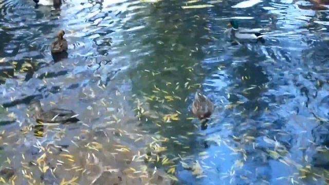 Корейские черные свиньи, утки и лебеди смотреть онлайн