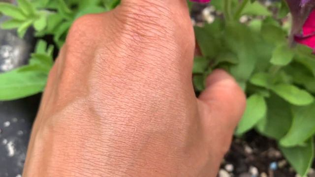Flower Gardening Hack: Do you save your Petunia seeds? смотреть онлайн