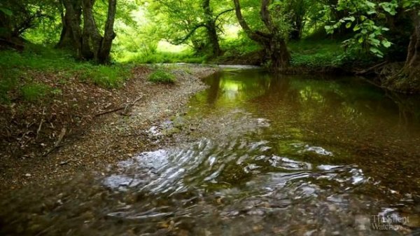 Relaxing River Sounds - Peaceful Forest River - 3 Hours Long - HD 1080p - Nature Video