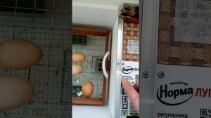 Результат инкубации в инкубаторе норма луппер!!!