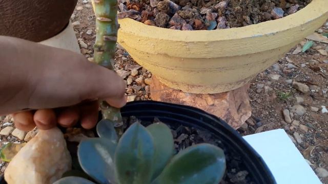Decapitação echeveria gibbiflora metálica🌷 смотреть онлайн
