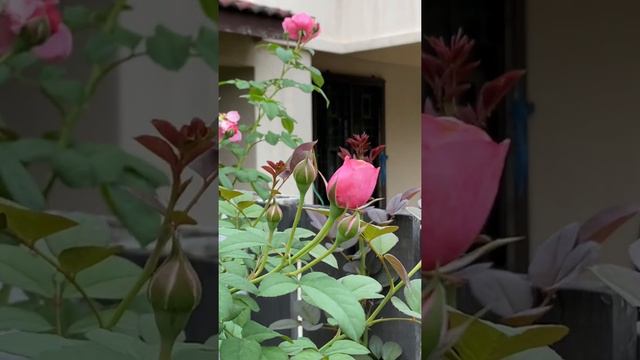 Tropical Rose Garden. Features Lady Angela, Masora, Moonstone Ecuador & Abraham Darby смотреть онлайн