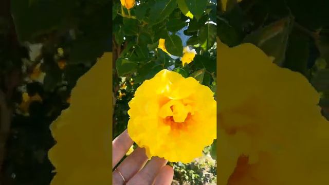 История одной розы) 28.05.22