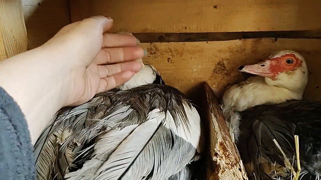 Наклев. Яйца индоутки смотреть онлайн