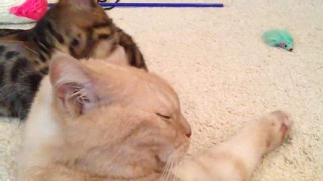 Бенгал плюс Британец смотреть онлайн