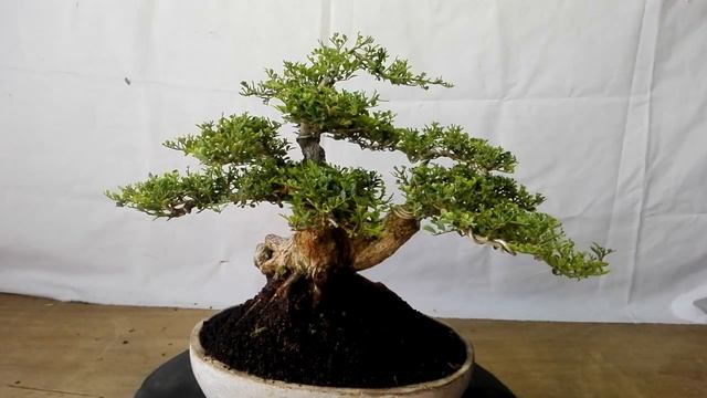 Bonsai Murraya Paniculata 38.509 смотреть онлайн