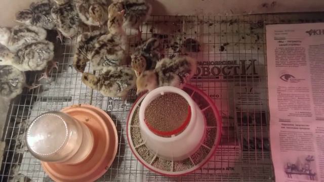 ВЫЛУП ИНДЮШАТ 2019 ЧАСТЬ 2 смотреть онлайн