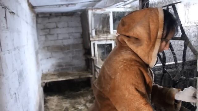 Содержание коз в зимний период. смотреть онлайн