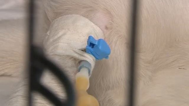 Спасти животных от клещей смотреть онлайн