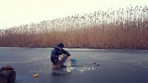 Ловля живца. Как я ловлю живца, для ловли щуки на жерлицы.