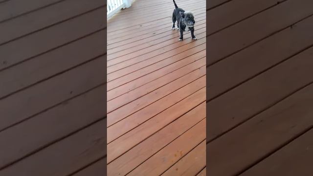 Glen terrier mix Vinny is a very scary dog смотреть онлайн