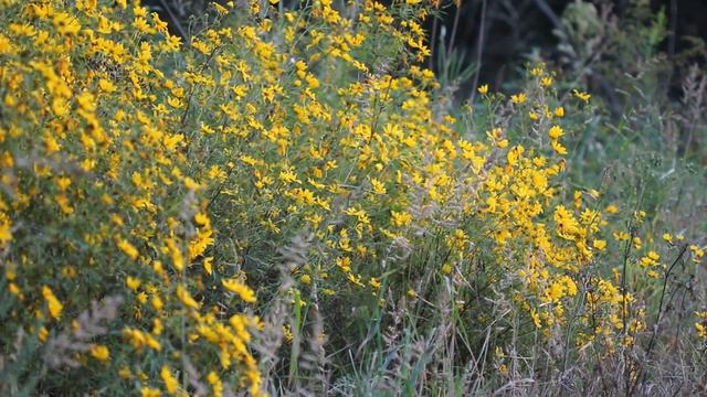 Wildflower Walk, Late summer/Early Fall смотреть онлайн