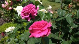 Самые лучшие розы в малиновых тонах. Очень обильное цветение. Обзорная прогулка.