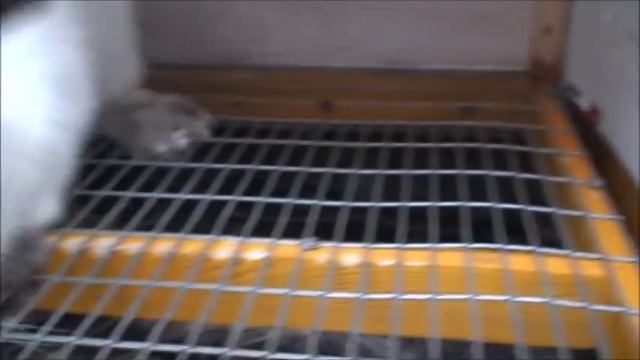 Построил КЛЕТКИ кроликам и сделал МАТОЧНИК крольчихам смотреть онлайн