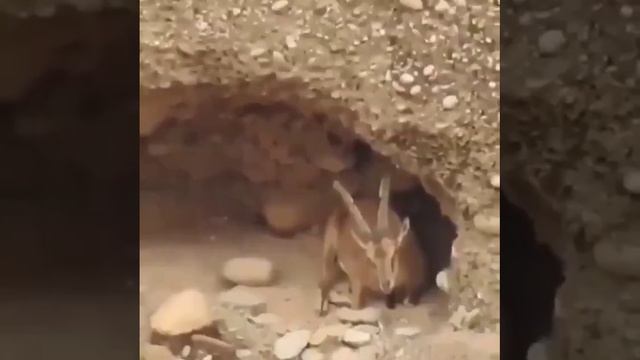 Горный козел смотреть онлайн