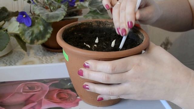 Гиацинт. Результаты размножения методом вырезания донца луковицы. Часть 1 смотреть онлайн