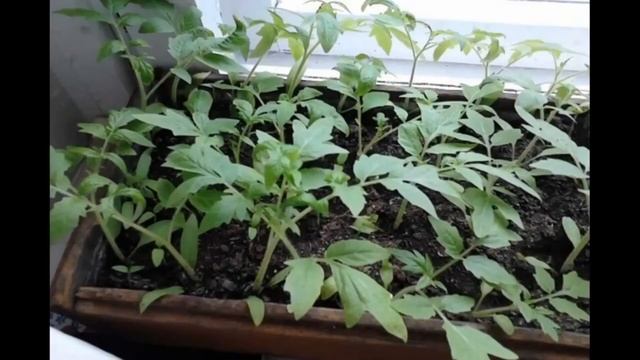 ДАЖЕ ХИЛАЯ РАССАДА ОГУРЦОВ, ПОМИДОРОВ, ПЕРЦЕВ ВМИГ ПРИЖИВЕТСЯ И ПОЙДЕТ В РОСТ Рецепт подкормки. смотреть онлайн